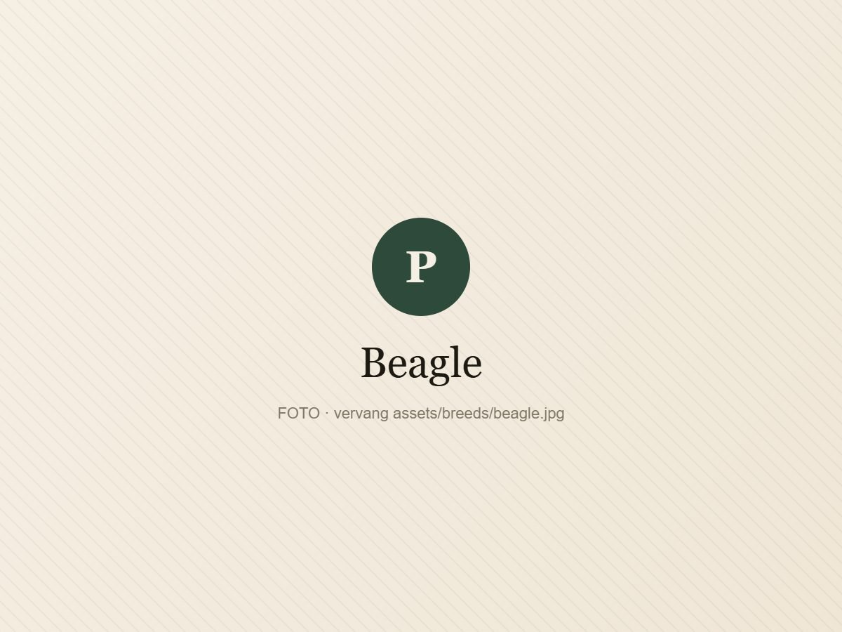 Beagle