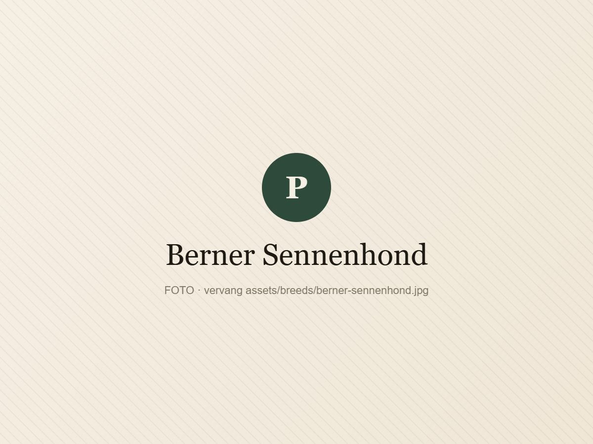 Berner Sennenhond