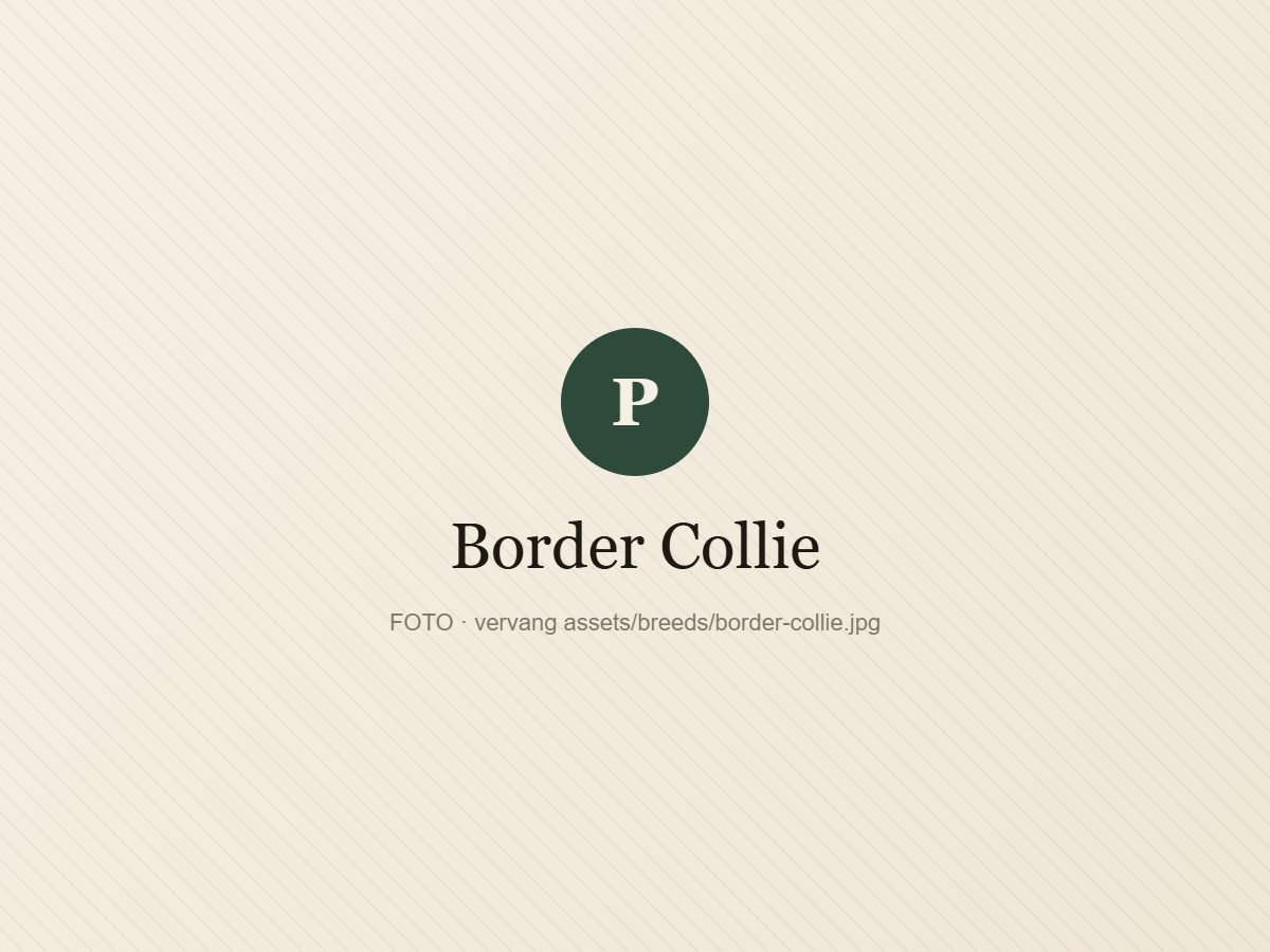 Border Collie