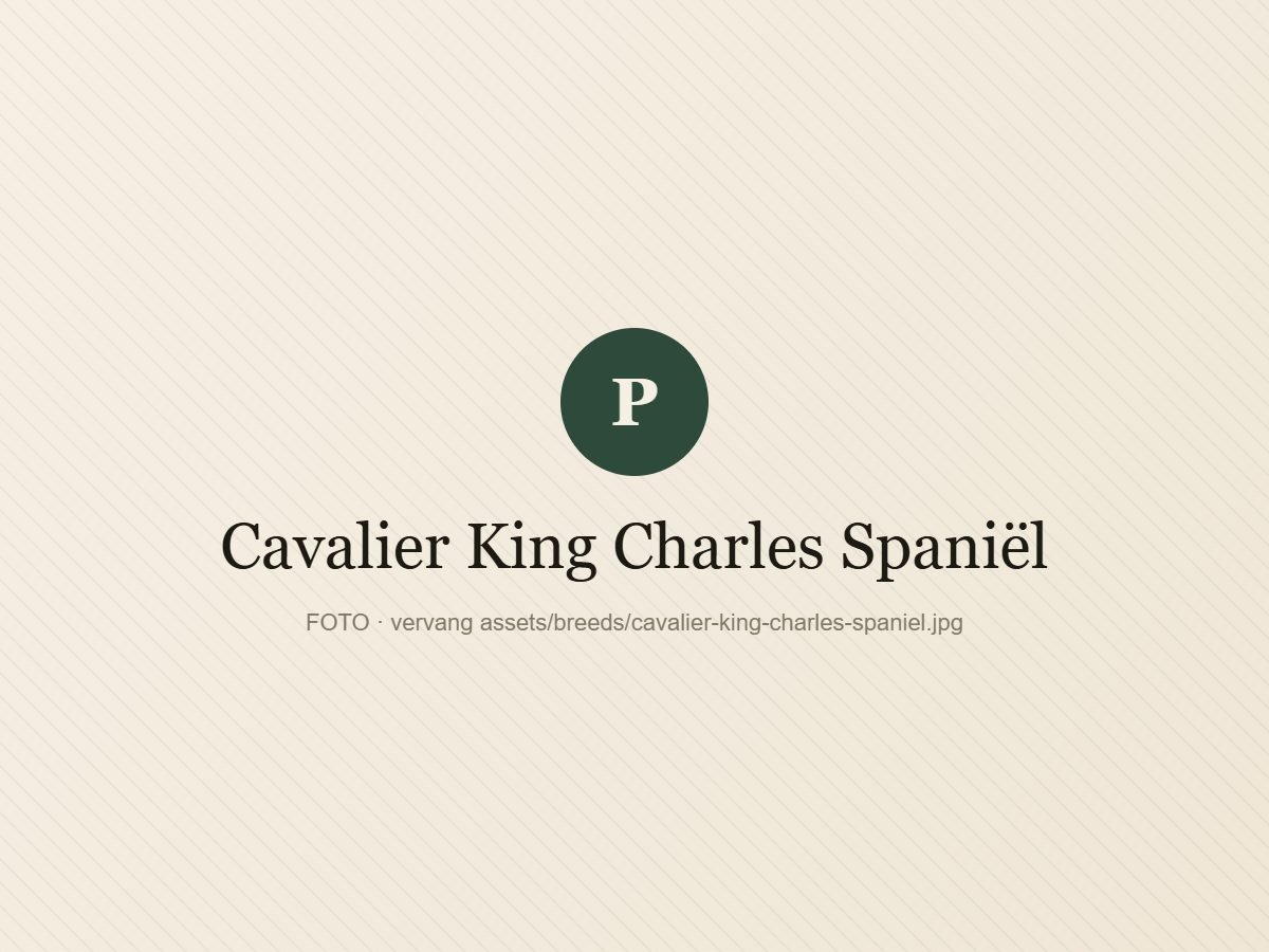 Cavalier King Charles Spaniël