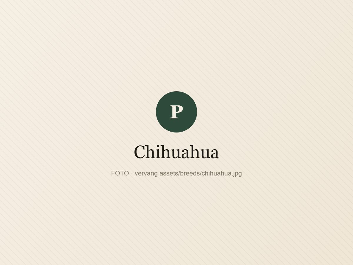 Chihuahua