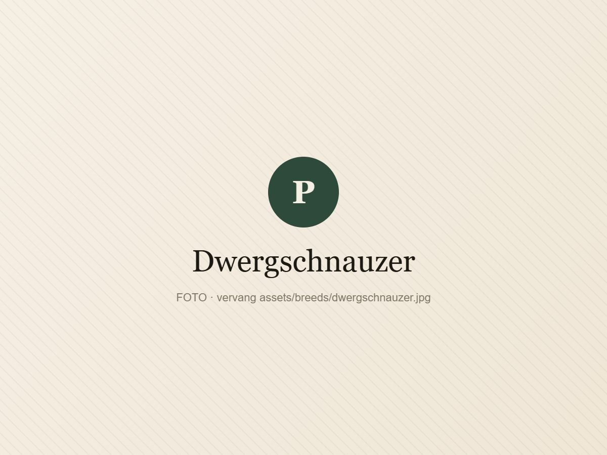 Dwergschnauzer