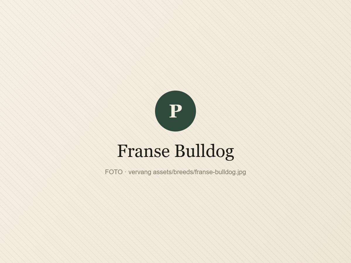 Franse Bulldog