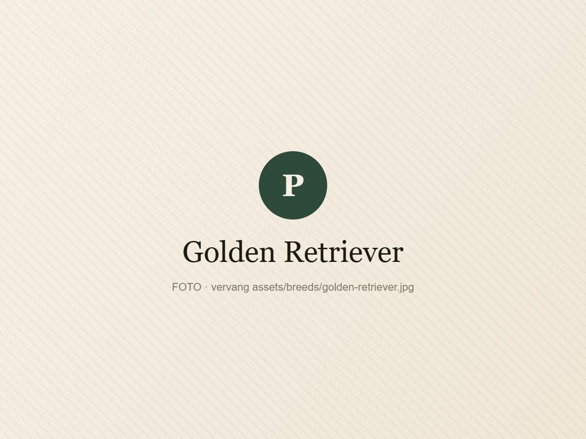 Golden Retriever