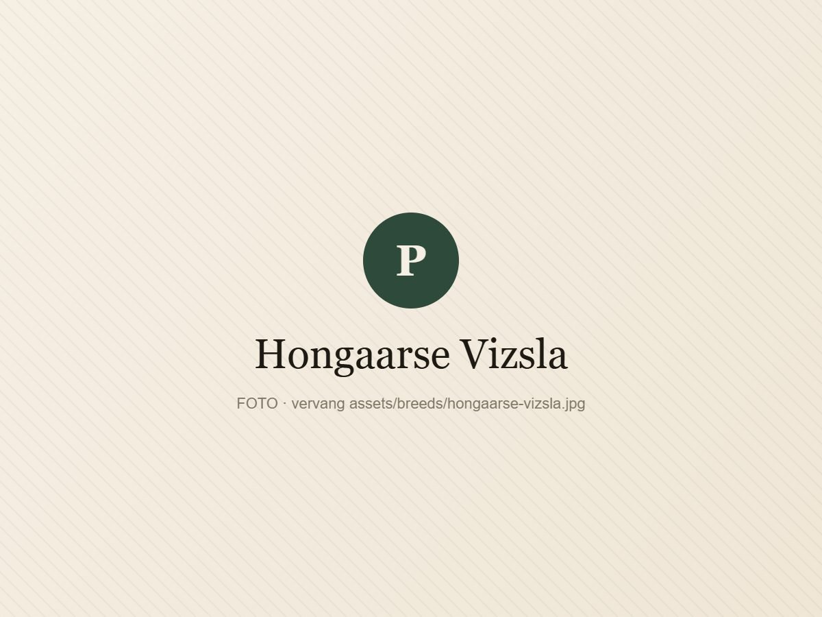 Hongaarse Vizsla