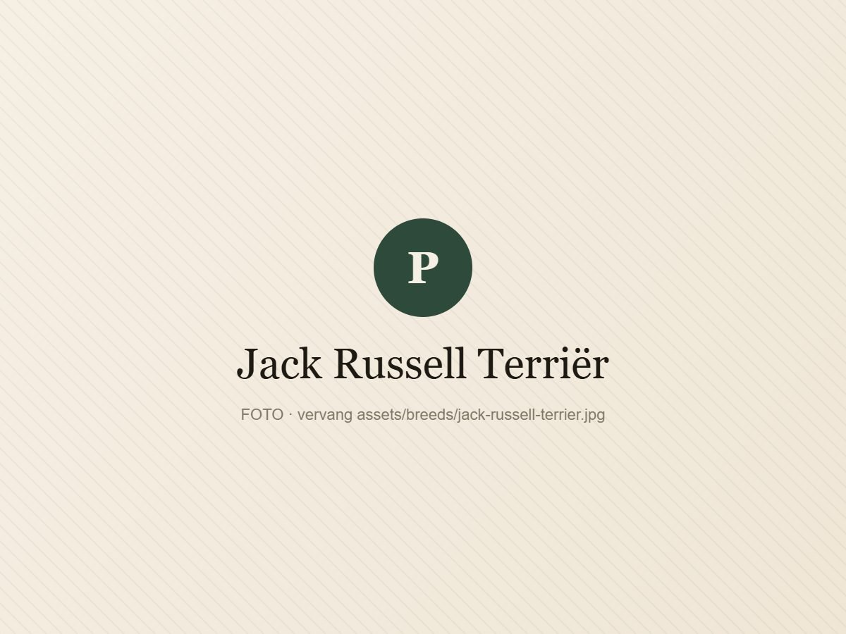 Jack Russell Terriër