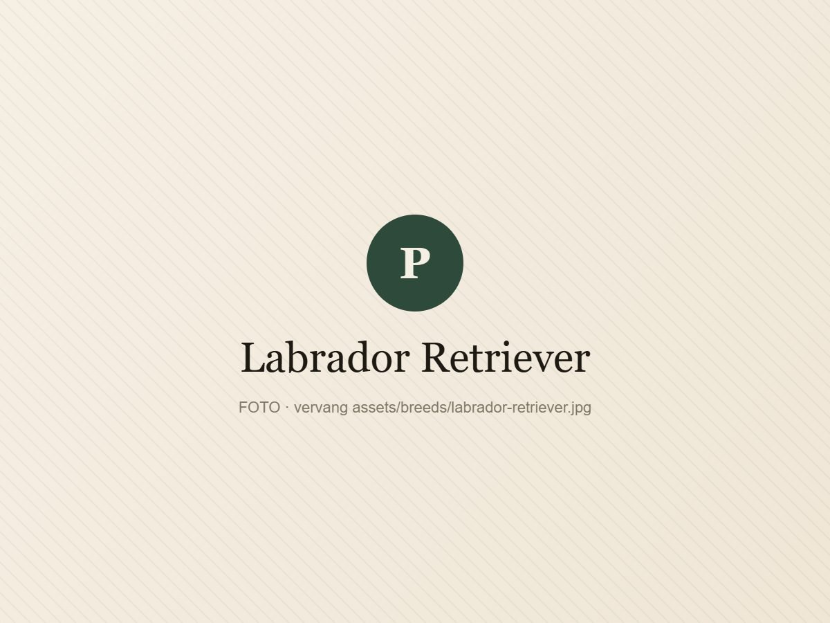 Labrador Retriever