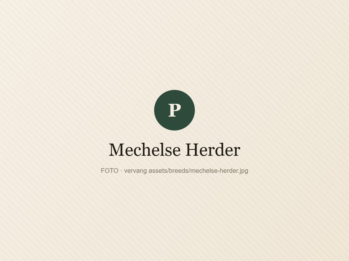 Mechelse Herder
