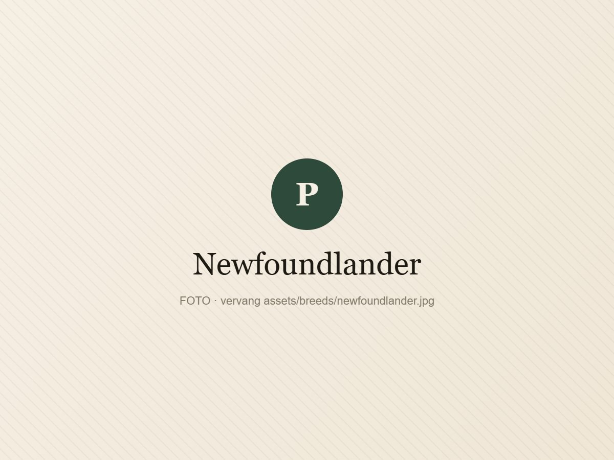 Newfoundlander