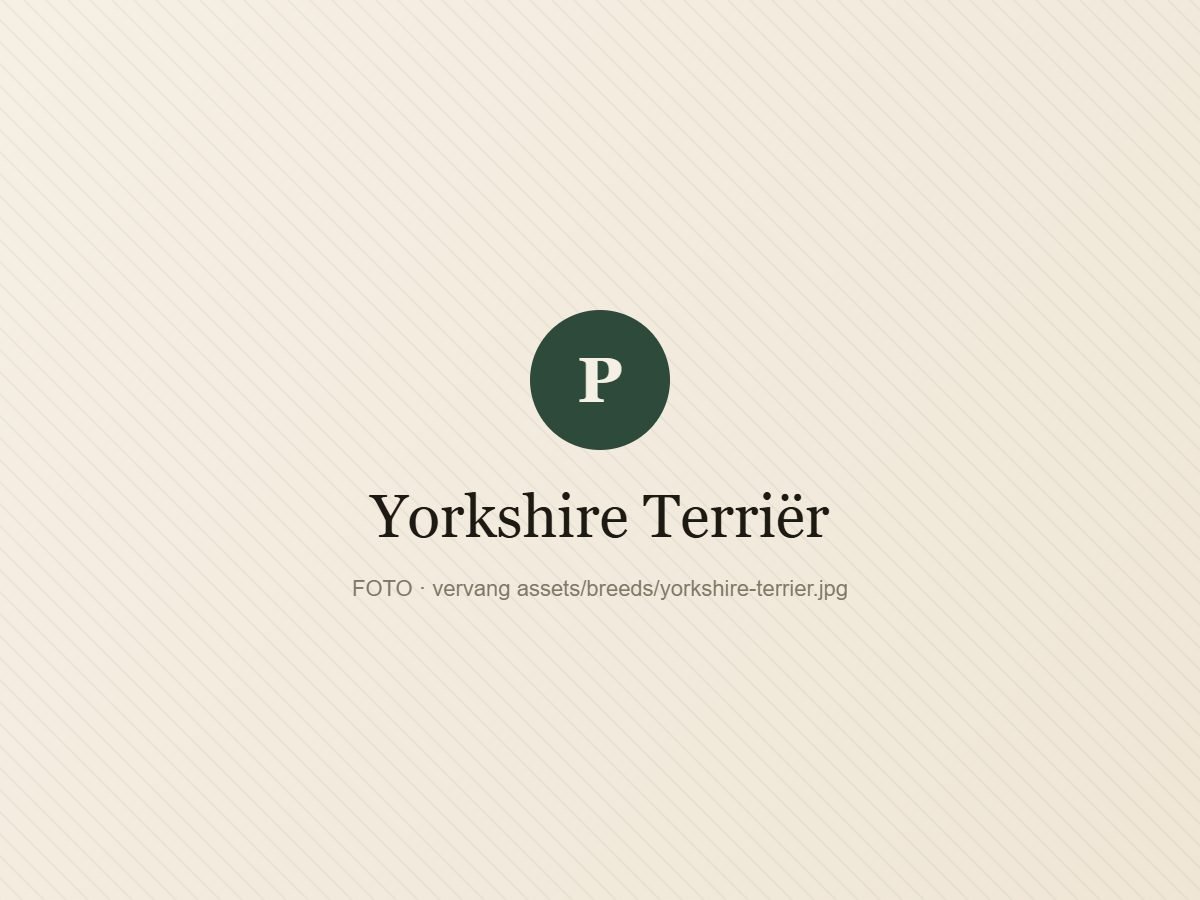 Yorkshire Terriër