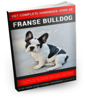 Franse-bulldog