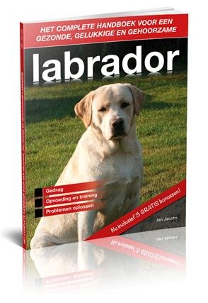 labrador