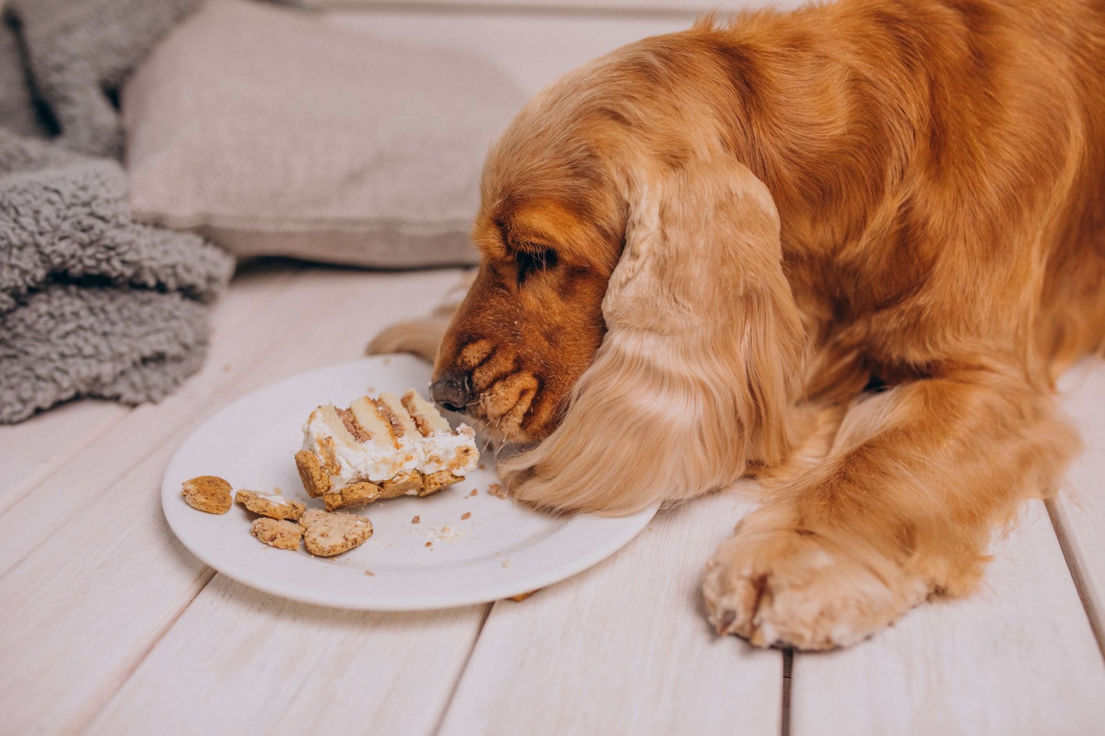 Overgewicht bij Honden