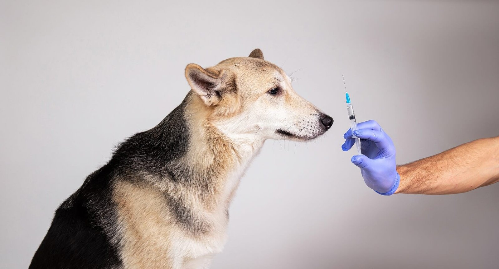 De databank Koppeling Kritiek Diabetes bij honden Welke hond past bij mij? Diabetes bij honden?