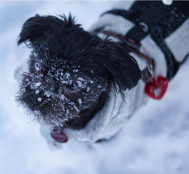 affenpinscher welke hond past bij mij