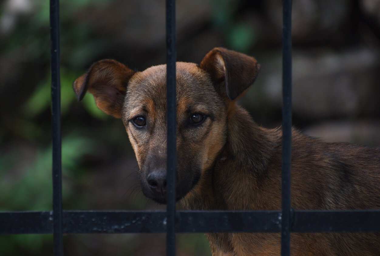 Hondenkennel